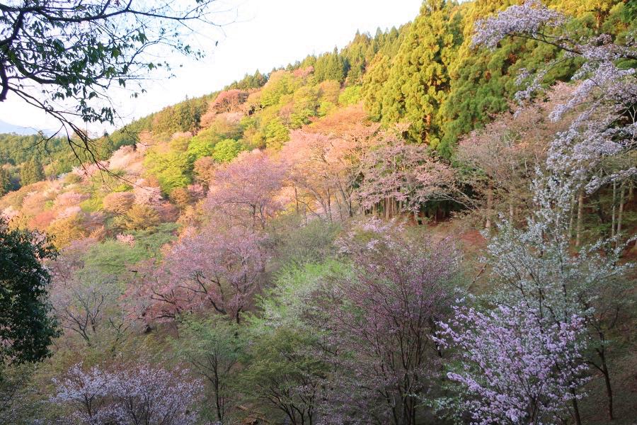 世界遺産 吉野山の中千本の桜写真@奈良の吉野観光