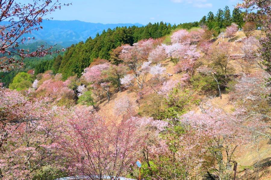 世界遺産 吉野山の上千本の桜写真@奈良の吉野観光