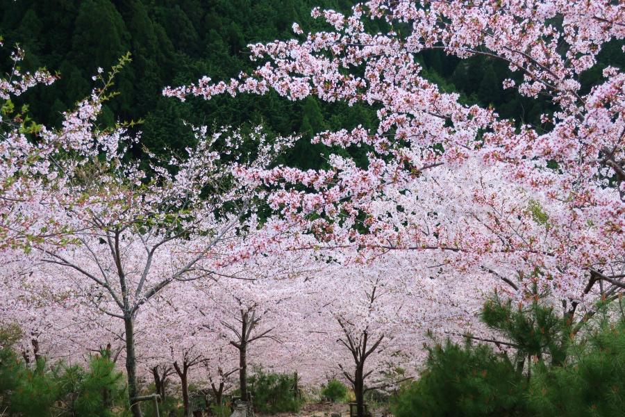 世界遺産 吉野山の上千本と奥千本の桜の写真@奈良の吉野観光