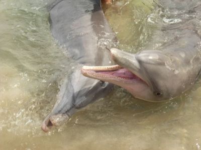 西オーストラリアのシャーク湾