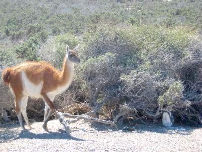バルデス半島（野生動物の宝庫）