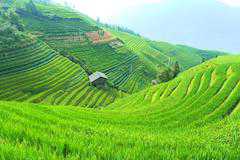 (中国)平安村(ピンアン)(広西チワン族自治区 竜勝各族自治県)(1泊)(写真:(世界重要農業遺産) 龍脊棚田の平安チワン族棚田)の写真