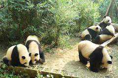 (中国)成都(チェンドゥ)(四川省)(夜行列車1泊+九寨溝の前後6泊)(世界遺産2件:(写真)四川ジャイアントパンダ保護区群、青城山と都江堰水利施設)の写真