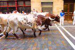 (スペイン)パンプローナ(0泊/前後は夜行バス泊)(牛追い祭り/サン・フェルミン祭り)の写真