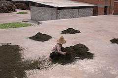 世界遺産普洱(プーアル)の景邁山古茶林の文化的景観