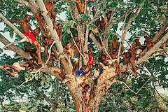 世界遺産オザラ・コクアの森林山塊