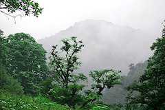 世界遺産ヒルカニアの森林群