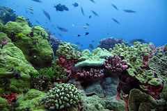 世界遺産フェニックス諸島保護地域