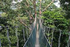 世界遺産マレーシア森林研究所・セランゴール森林公園