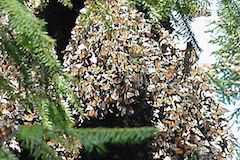 世界遺産オオカバマダラ生物圏保存地域