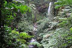 世界遺産ニュングェ国立公園