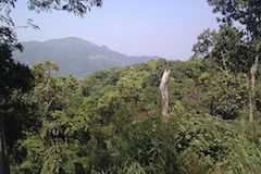 世界遺産ケーンクラチャン森林保護区群